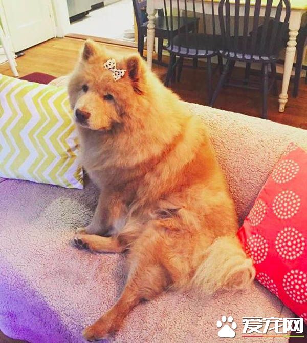 青梅竹马的他们决定领养老狗狗 举办超温馨的婚礼