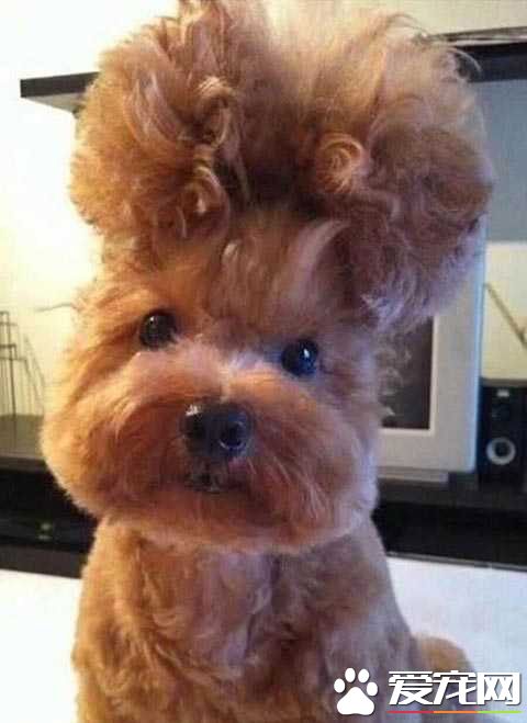 汪星人的发型吹好后，主银感觉看到了跳广场舞的阿姨