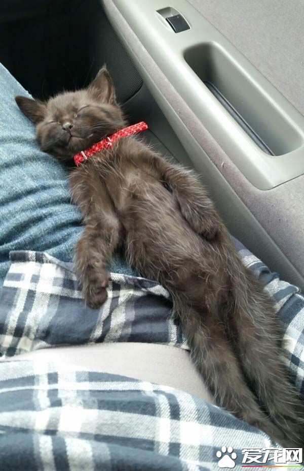 命中注定就是你 被喵选中忍不住露出幸福微笑