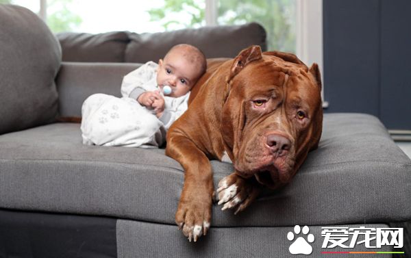 全球最大斗牛犬当“保姆” 长相凶残却很温柔