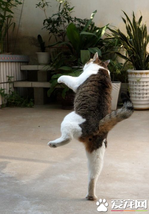 一看就知道这货又喝高了