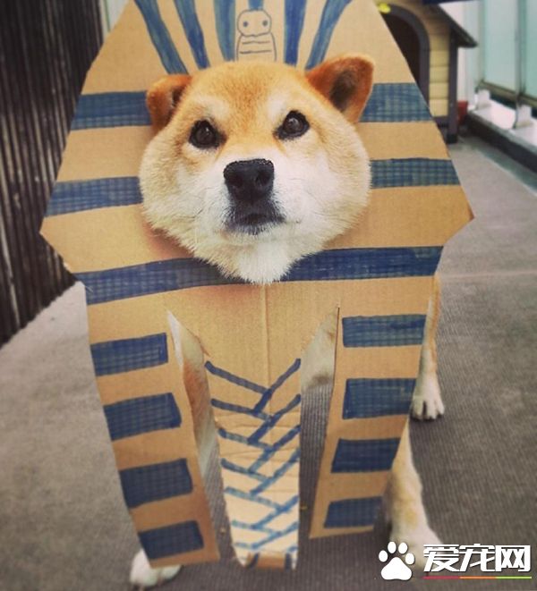 人类，看到寡人的金字塔了吗