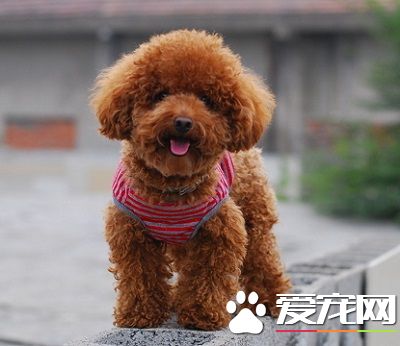 泰迪狗几岁生小狗 一岁左右相当于人类的十五岁