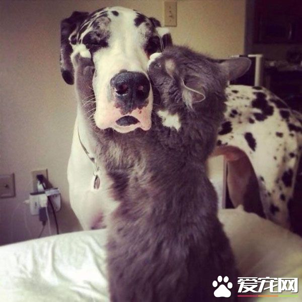 跨越种族的爱，暖心而又温馨的画面