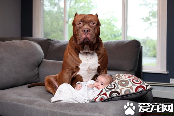 全球最大斗牛犬当“保姆” 长相凶残却很温柔
