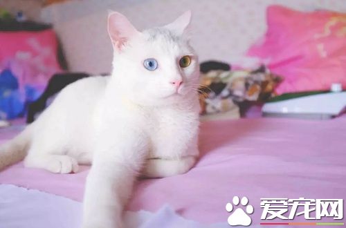 猫咪寄养的危害 猫咪寄养回来呜呜是怎么回事