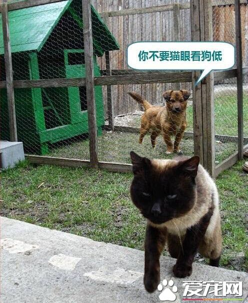 你不要猫眼看狗低