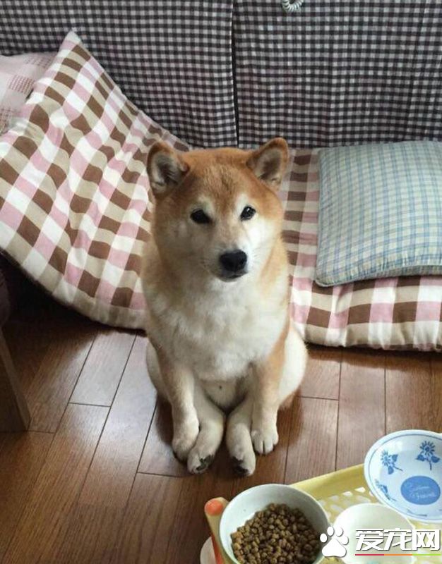 吃饭的时候坐姿一定要端庄