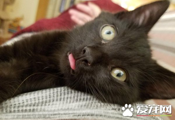 命中注定就是你 被喵选中忍不住露出幸福微笑