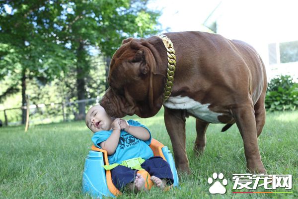 全球最大斗牛犬当“保姆” 长相凶残却很温柔