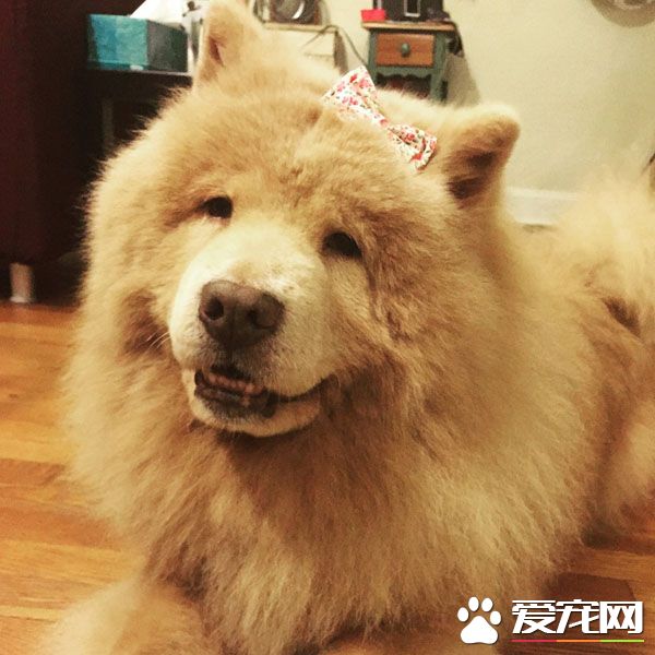 青梅竹马的他们决定领养老狗狗 举办超温馨的婚礼