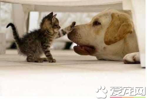 死要面子活受罪，吓的毛都炸起来了，还摸