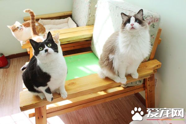 宠物店猫寄养一天多少钱 医院寄养猫多少钱