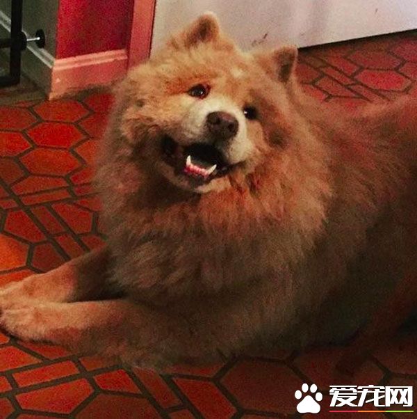 青梅竹马的他们决定领养老狗狗 举办超温馨的婚礼