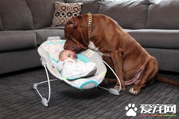 全球最大斗牛犬当“保姆” 长相凶残却很温柔