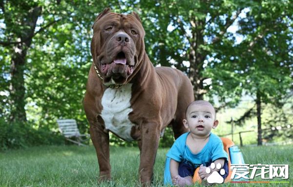 全球最大斗牛犬当“保姆” 长相凶残却很温柔