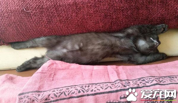 命中注定就是你 被喵选中忍不住露出幸福微笑