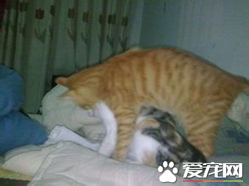 猫多大可以绝育 6到7月龄第一次发情前