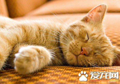 母猫绝育手术价格 手术价格应该在80到120元