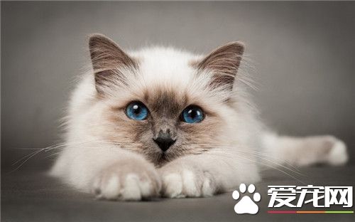 猫尾巴有什么用 猫的尾巴怎么清洗你知道吗