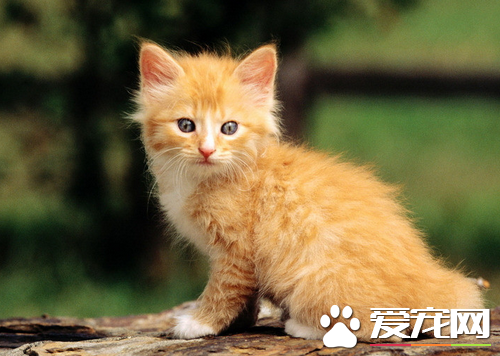 猫要不要绝育 猫咪绝育前要打血清吗