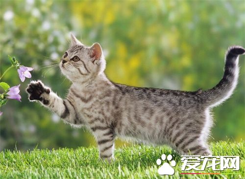 猫刚做完绝育手术 猫绝育手术注意事项