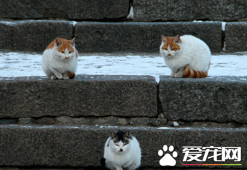 母猫绝育需要多少钱 绝育前要做什么准备