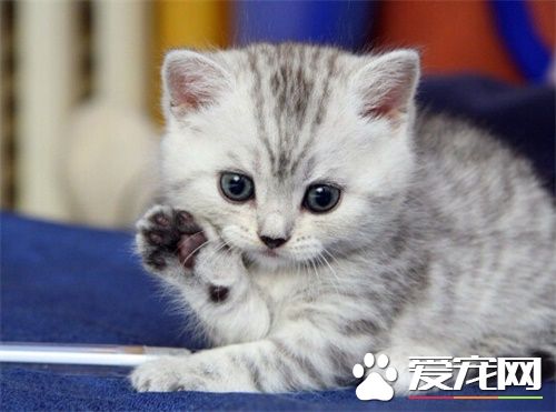 母猫做绝育手术好吗 猫咪绝育是对猫咪的负责