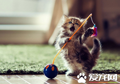 母猫绝育手术后的护理 要准备好干净的箱子或笼子