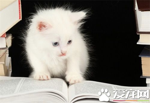 被猫咬破了怎么办 被猫咬伤后紧急处理方法