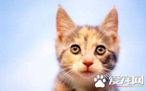 给猫做绝育好吗 不给猫咪做绝育手术的后果