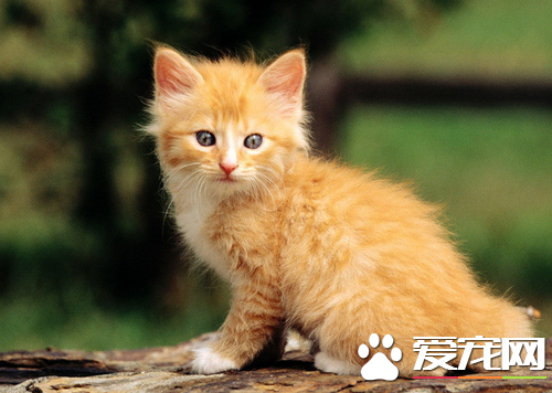 宠物猫绝育多少钱 土猫绝育需要多少钱