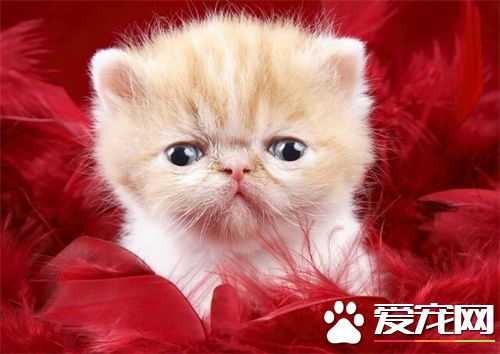 猫做绝育手术时间 雄性约需10分钟即可完成