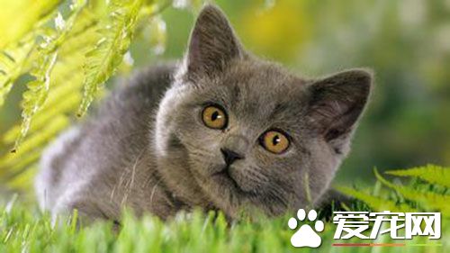 母猫可以做绝育吗 绝育术后务必做好日常护理