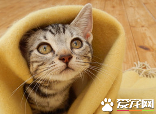 母猫的绝育手术 绝育手术对猫咪本身有多大影响