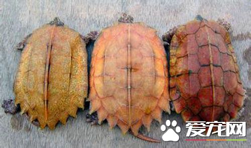 枫叶龟公母 如何分辨枫叶龟的公母呢