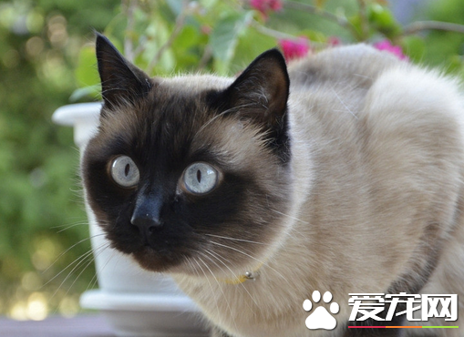 猫绝育需要注意什么 猫咪绝育的风险来自哪里