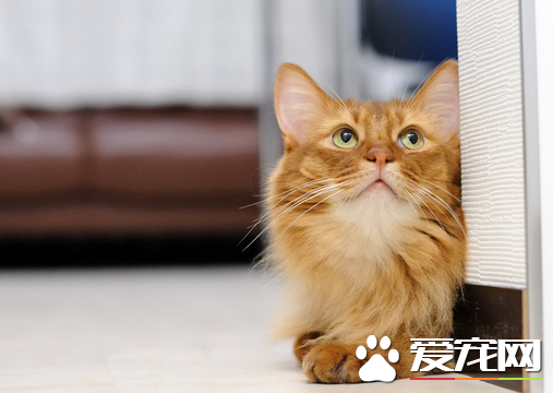 猫得了猫癣怎么办 幼猫的猫癣治疗方法