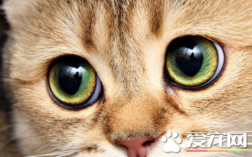 母猫绝育手术时间 猫咪绝育的最佳时间