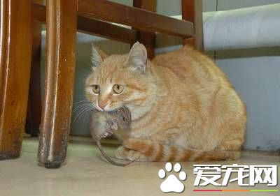 猫多长时间发情 每隔20到28天发情一次