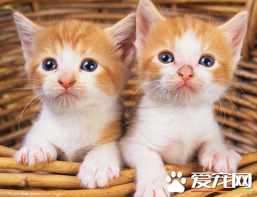 为什么要给猫绝育 母猫绝育手术有没有风险