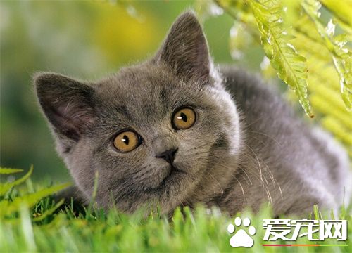 猫做绝育手术后 猫做绝育手术后会出现的状况