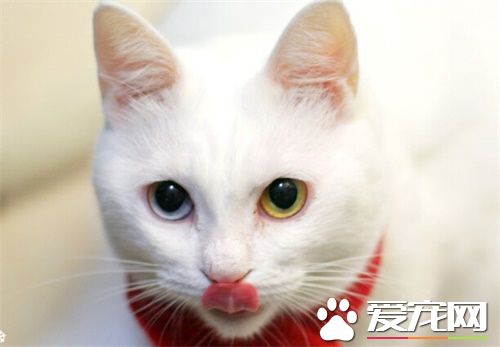 猫猫结扎多少钱 公母的价钱是不一样的