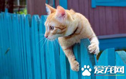 母猫怎么做绝育 手术前12小时断食10小时断水