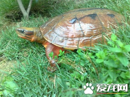 金钱龟秋天怎么养 尽量少喂食物一个星期2到3次