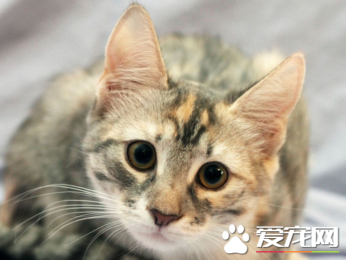 母猫绝育手术好处多多 母猫绝育手术的优点