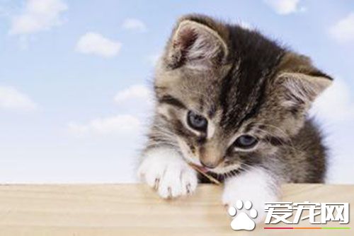 母猫绝育手术后护理 手术结束后打止血针