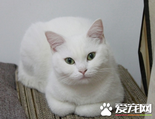 母猫绝育手术费用 每个地方的价钱都不相同