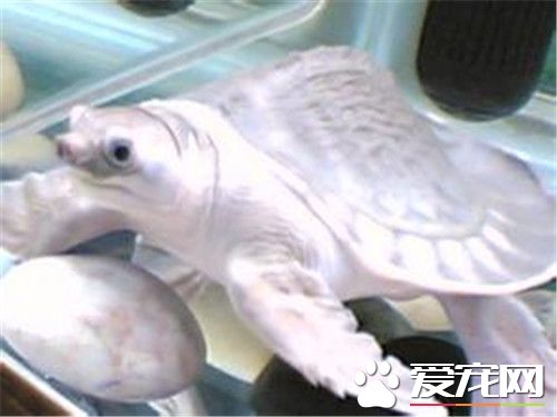 猪鼻龟肠炎症状 猪鼻龟肠炎的治疗及预防