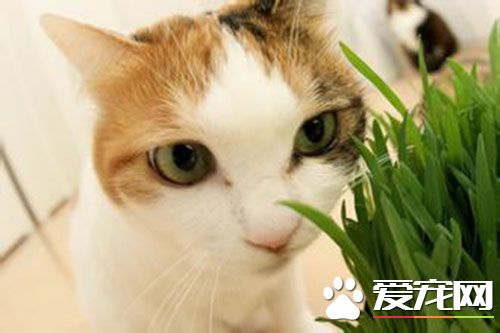 猫为什么做绝育 猫咪做绝育的原因是什么